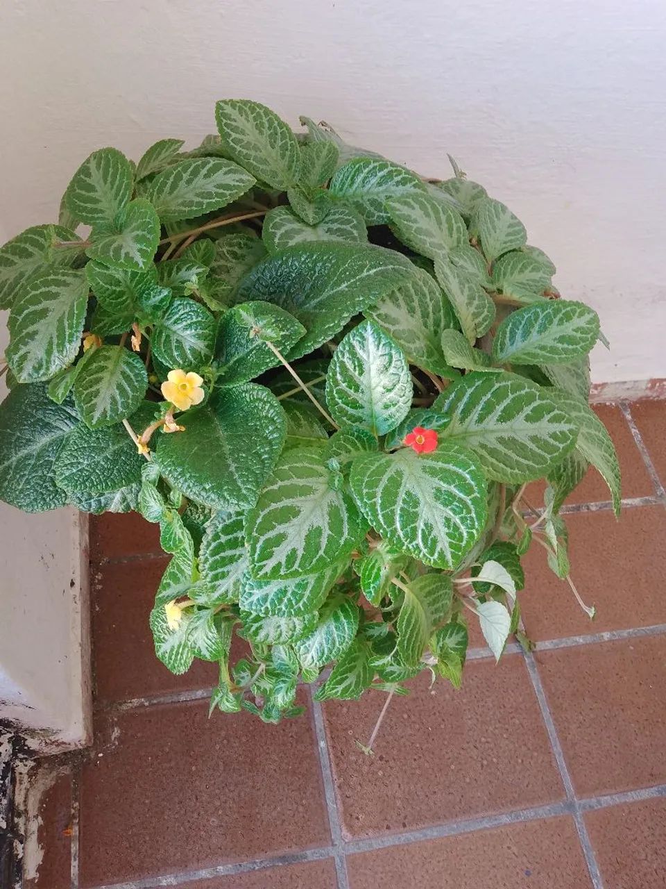 Tapete de Rainha Amarela e Vermelha - Foto 3