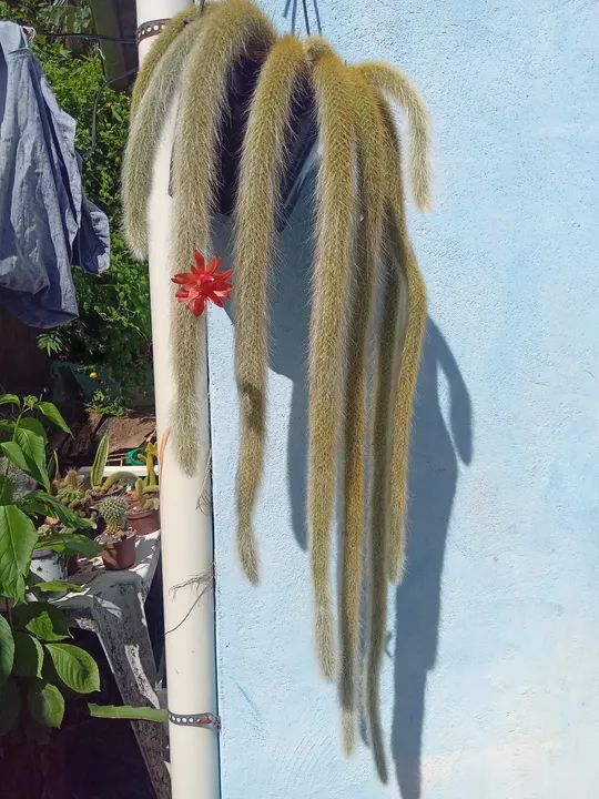 Cactus Raro com Flor | Rabo de Macaco  - Foto 2