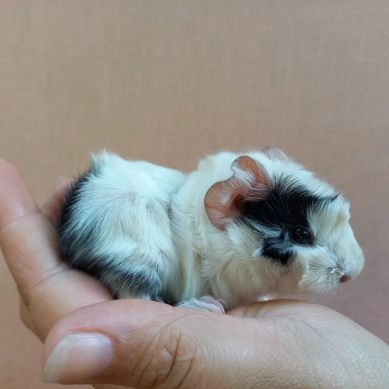 Porquinho da Índia  - Foto 3