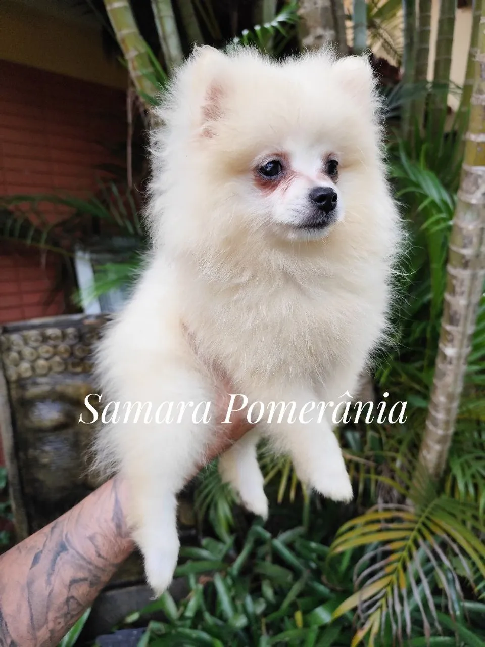 Filhote de Spitz Alemão (Lulu da Pomerânia)