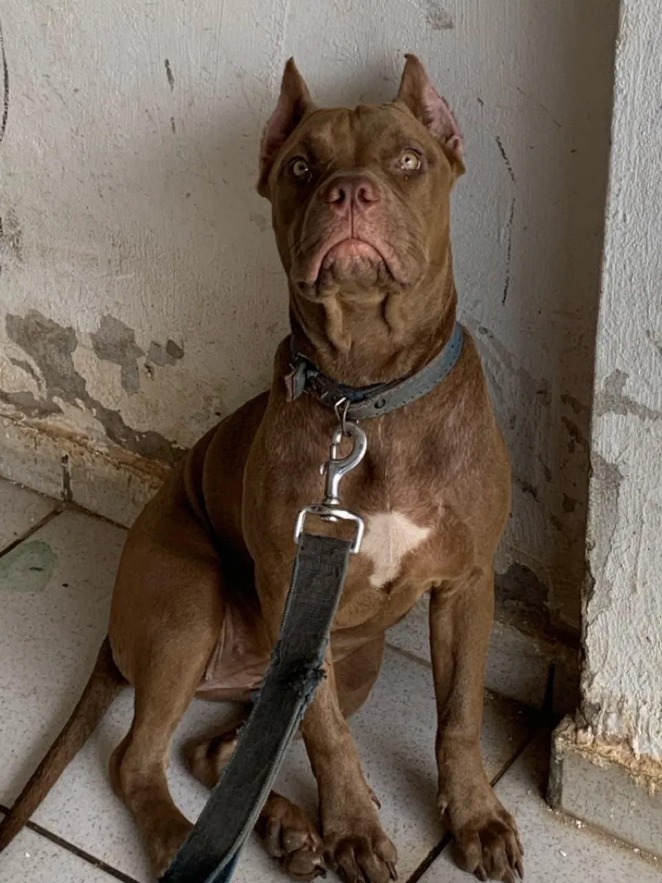 Pit MOSTER FEMEA