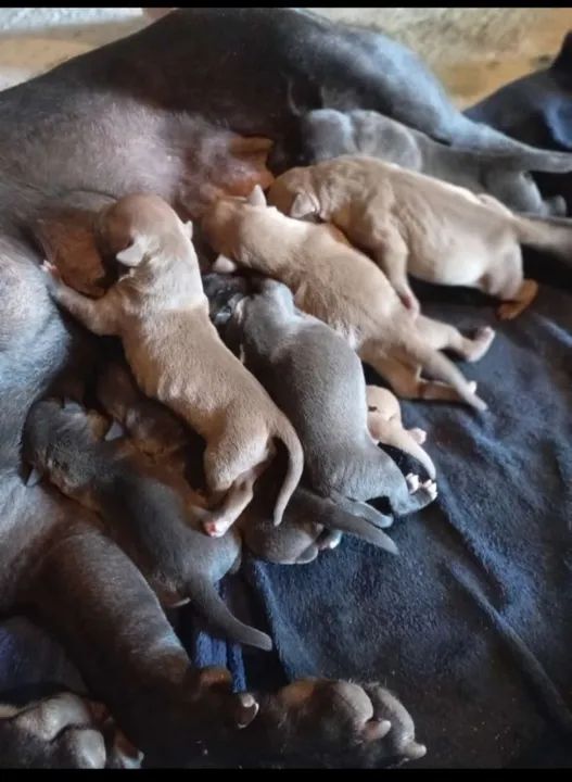 Pitbull Pai e mãe puro 