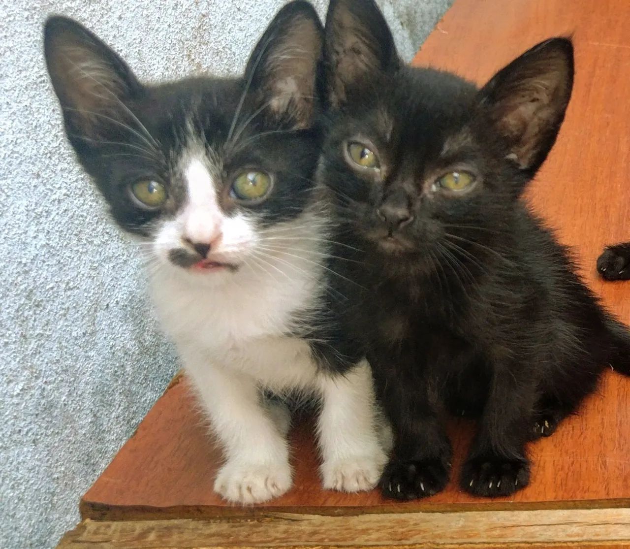 Filhotes para Adoção 2 Meses de Muito Amor