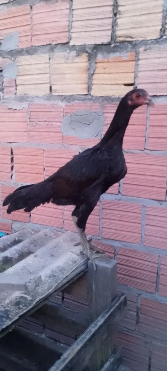 Franga carioca 