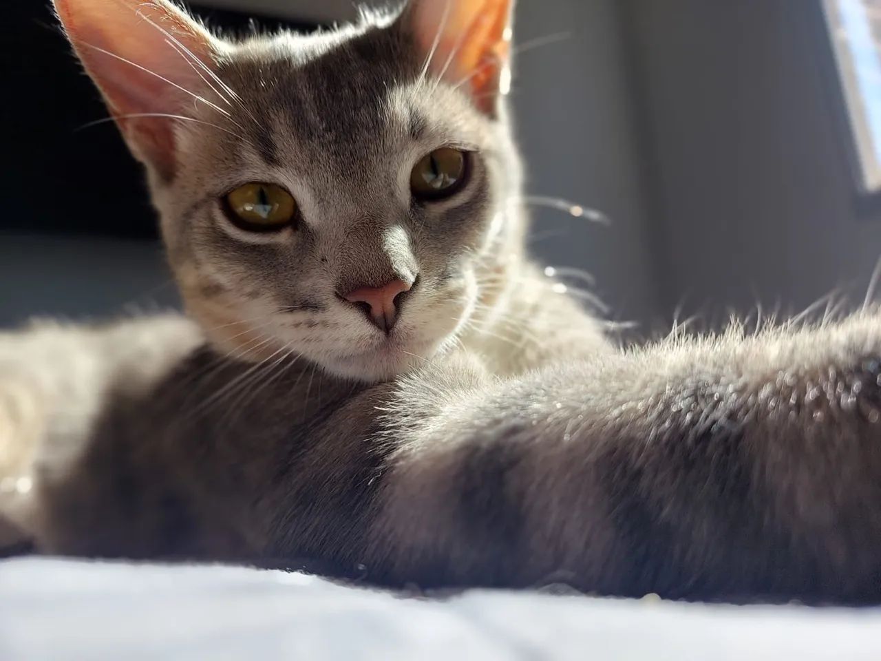 Gatinha para Adoção 