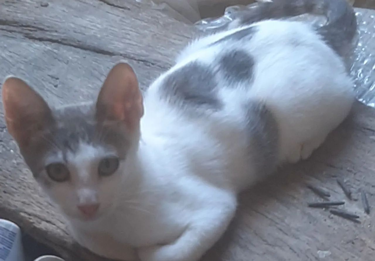 Gatinho lindo disponível para adoção