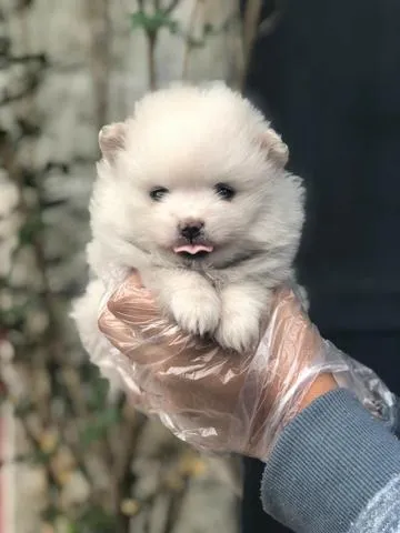 Spitz Alemão Anão- Filhote com 57 dias, fêmea branquinha -Dani
