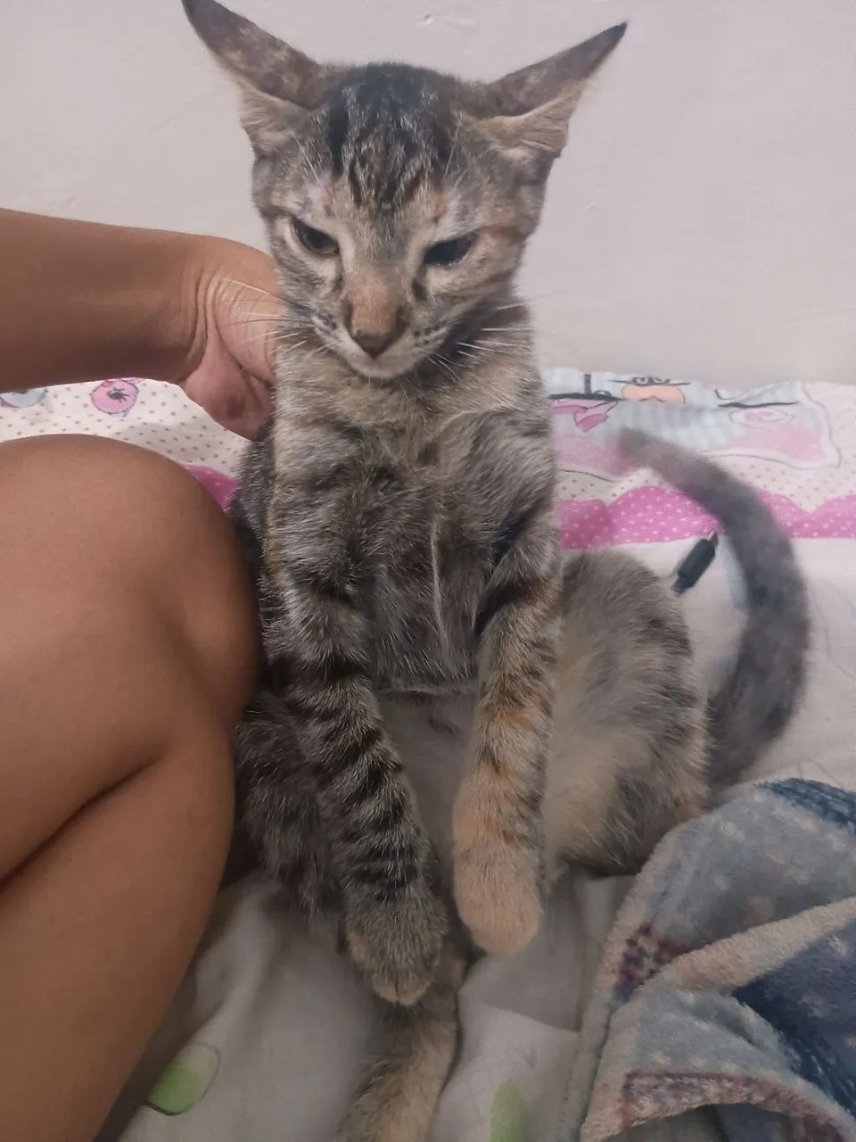 Doa-se gata - Foto 3