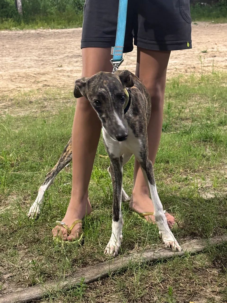 Vendo Lindo Filhote Whippet - Foto 5