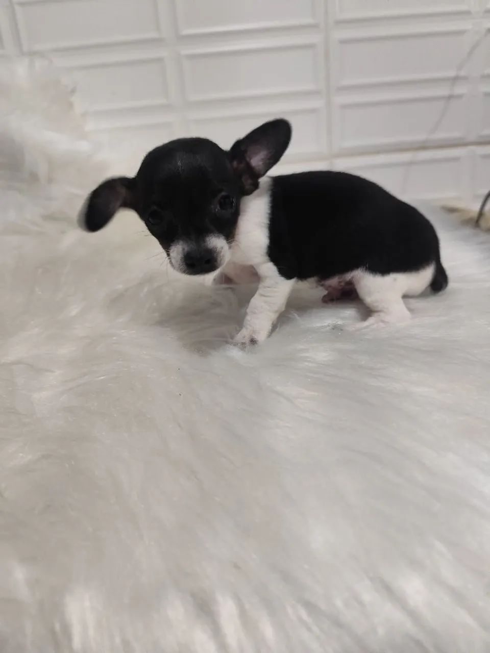 PINSCHER BICOLOR  - Foto 3
