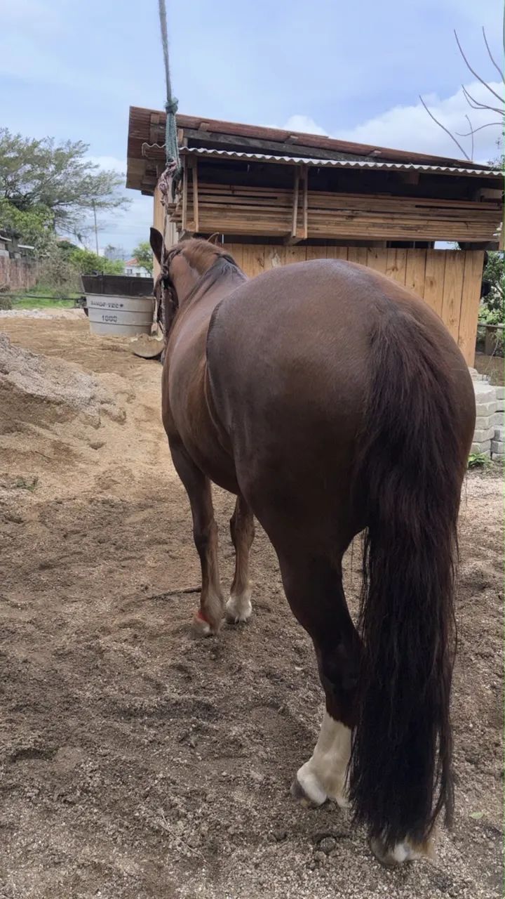 Égua crioula  - Foto 3