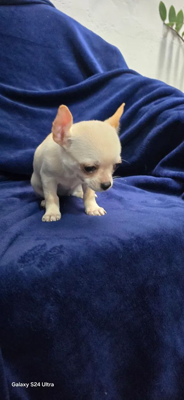 Chihuahua  - Foto 2