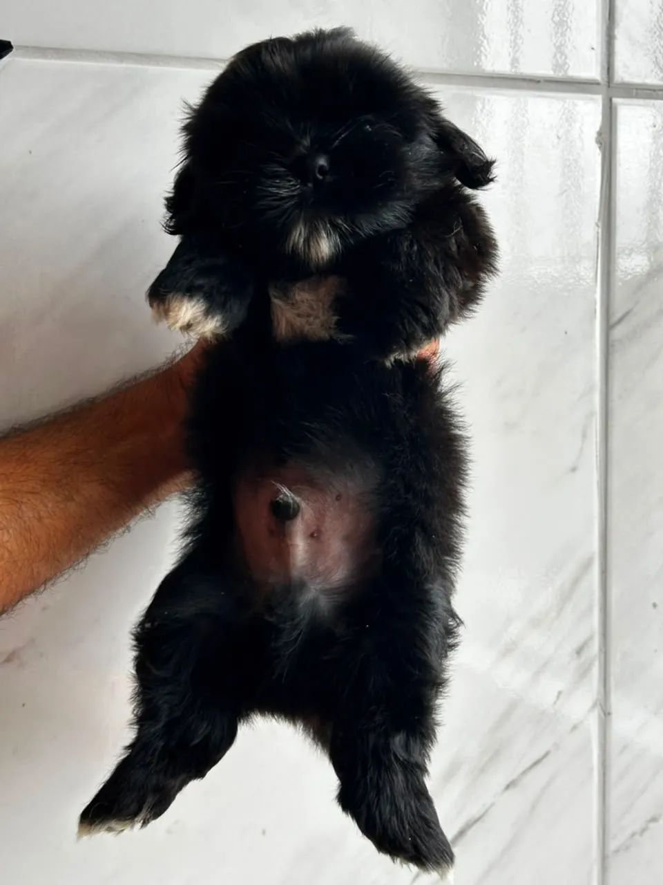 Um amor peludo - Foto 2