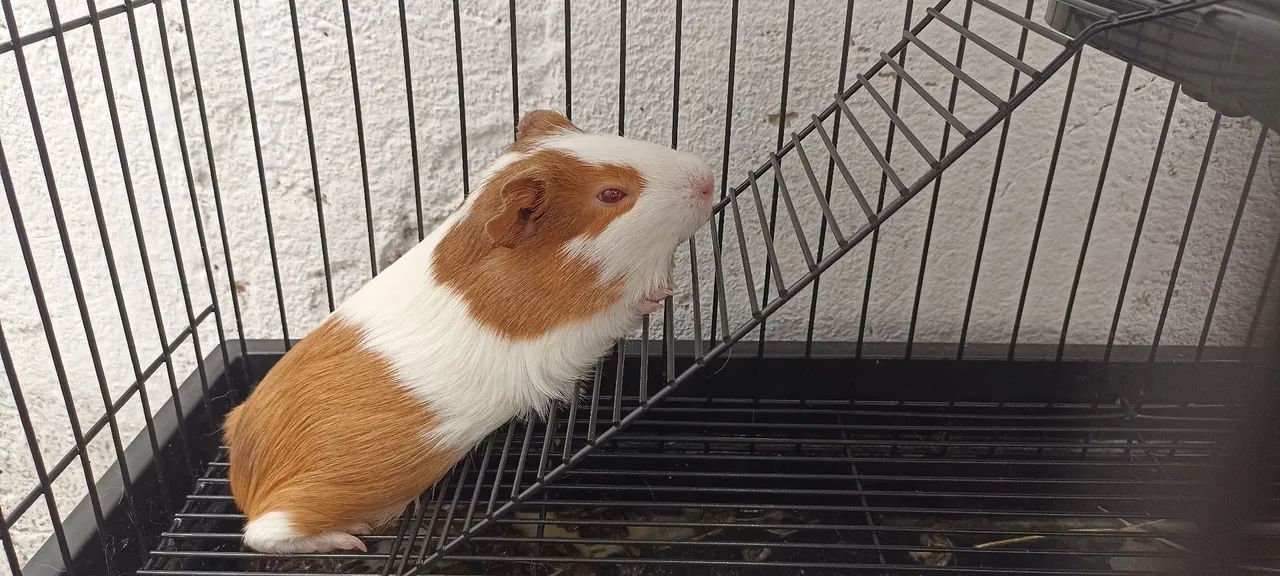 Porquinha da Índia para doação 