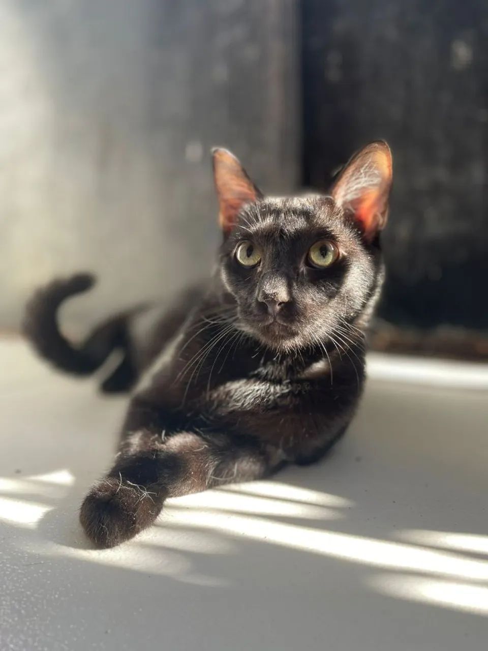 Gato Preto Castrado - Foto 4