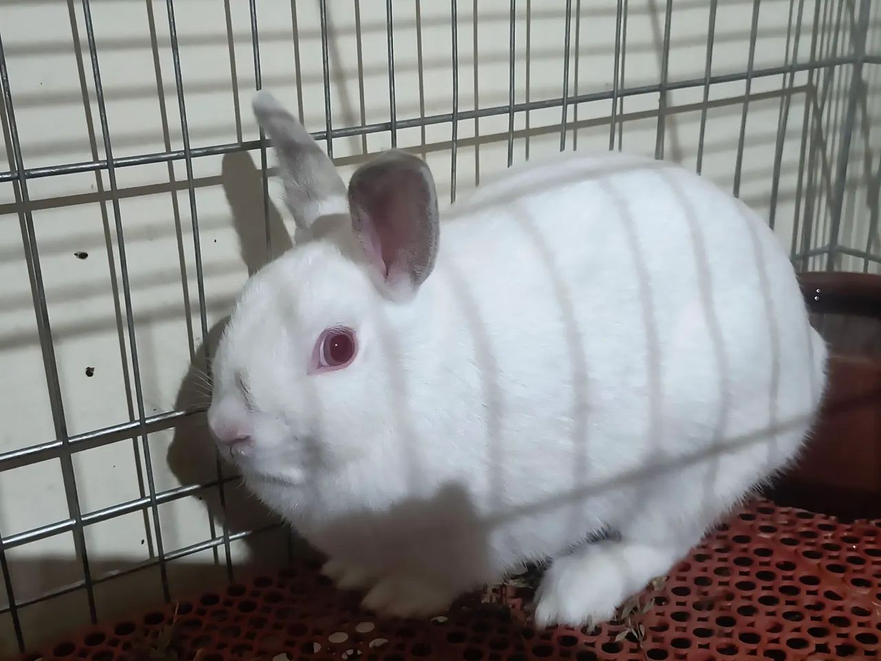 Mini Coelha - Foto 2
