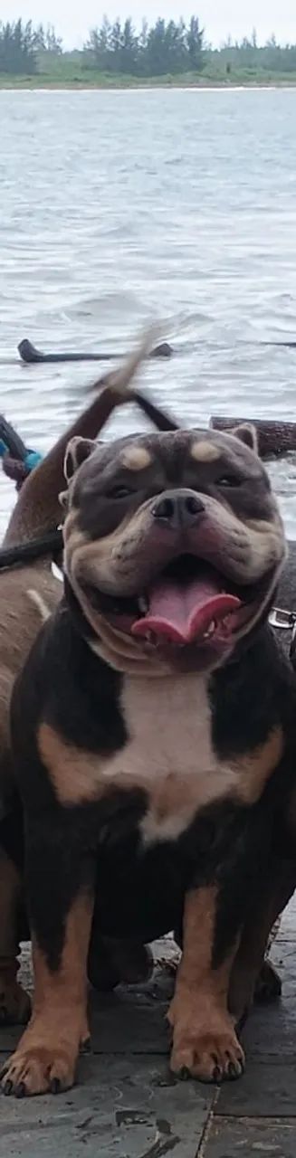 American bully - Foto 5