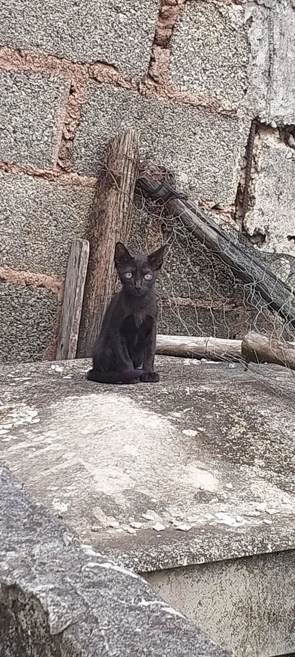 Doação de gato macho filhote