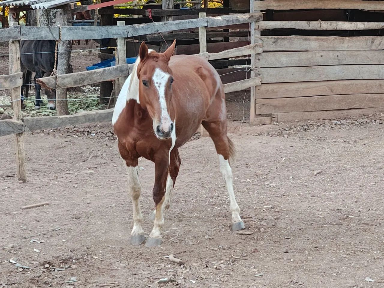 Potra Paint Horse - Foto 4