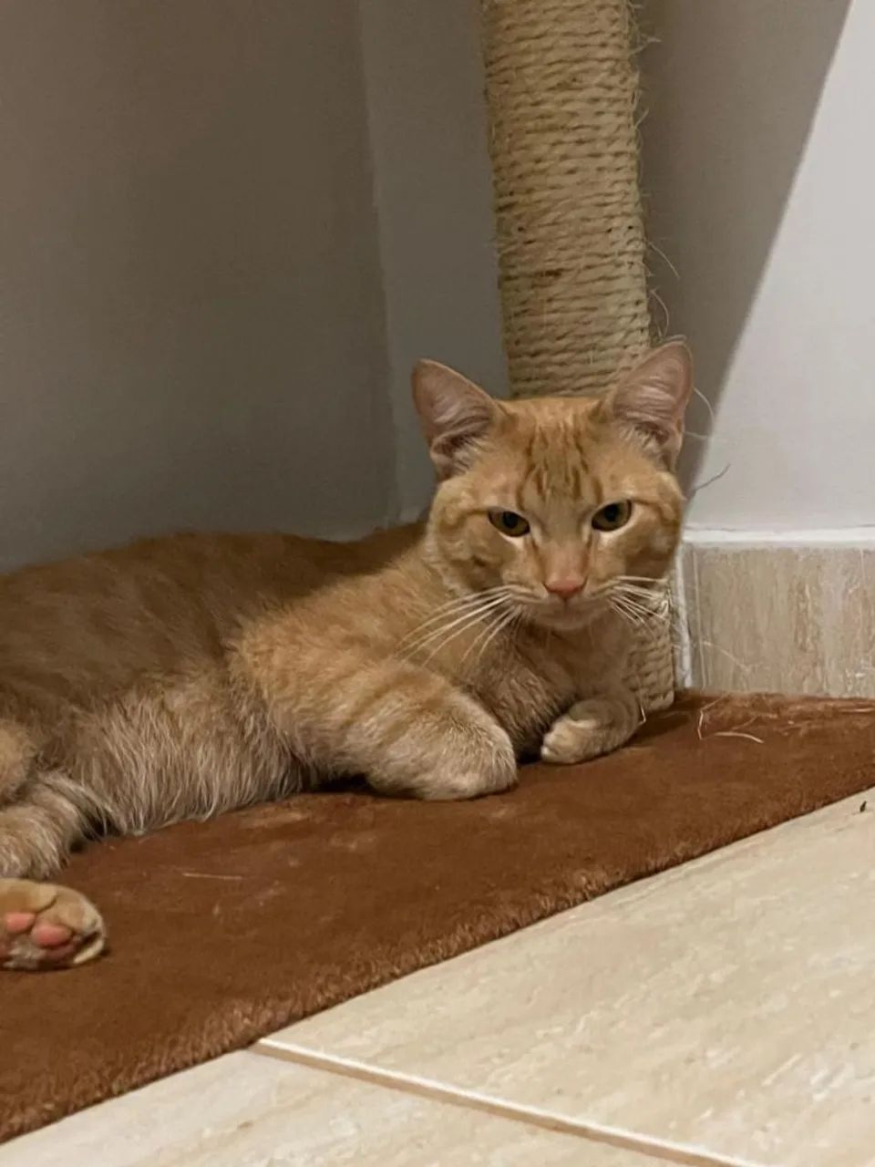 Adote o Stuart  - Foto 5