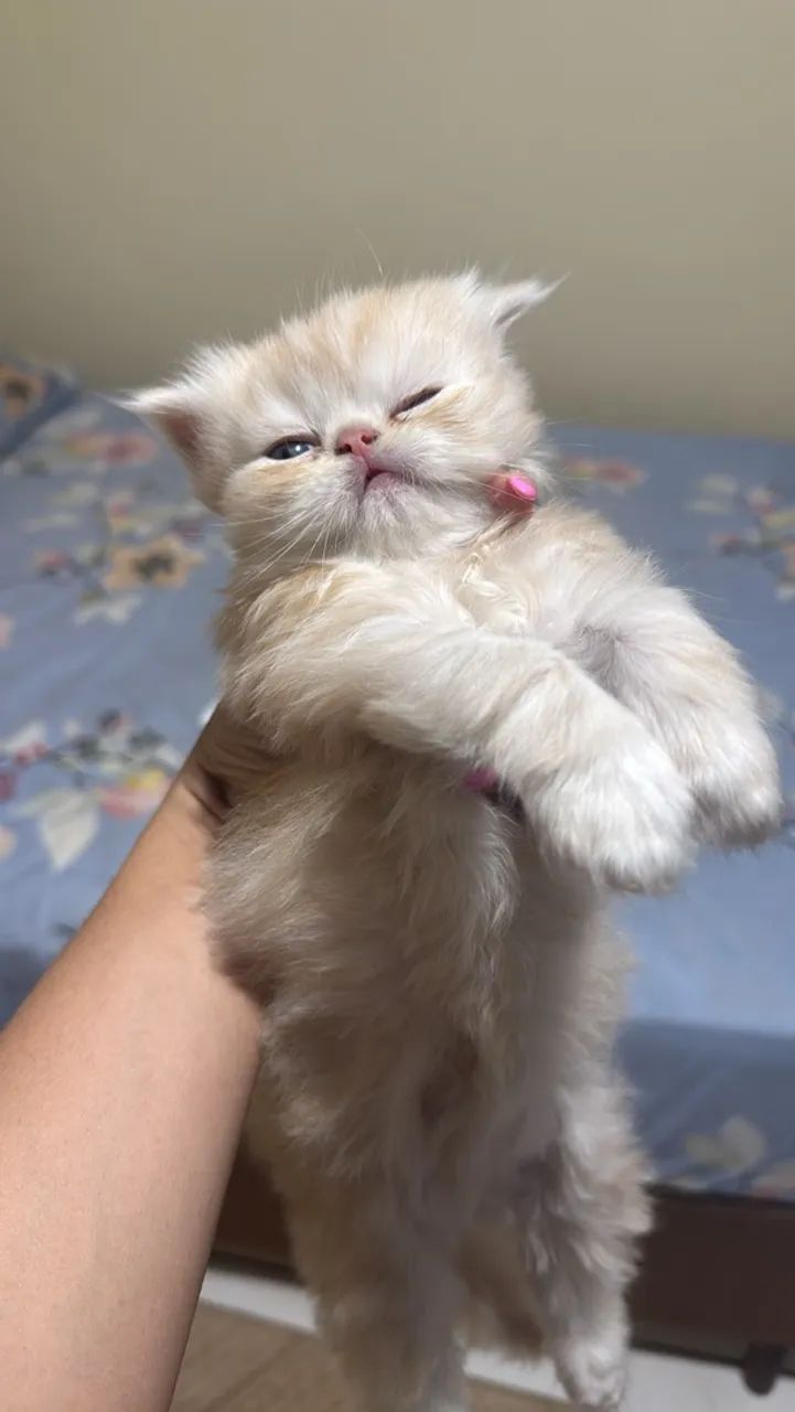 Gato persa  - Foto 2
