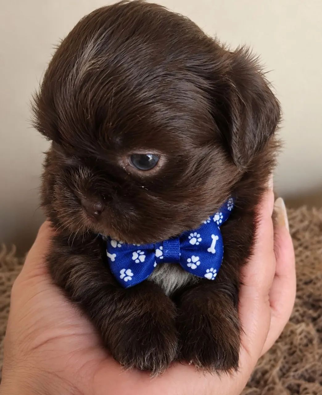 Mini shitzu (MACHO) - Foto 2