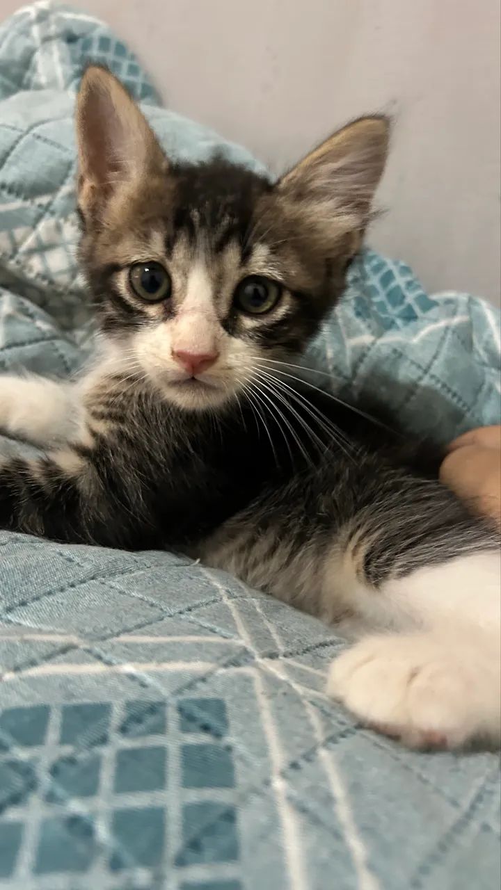 Gatinhos para adoção - Foto 5