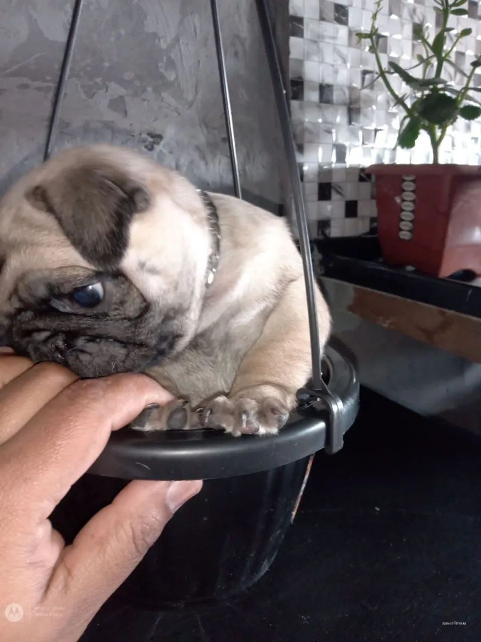 Pug - Foto 4
