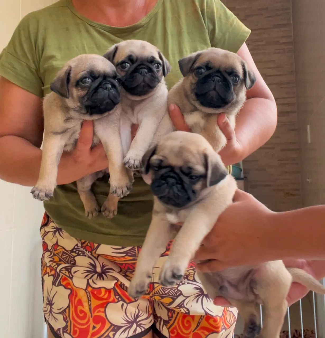 Pugs filhotes  - Foto 3