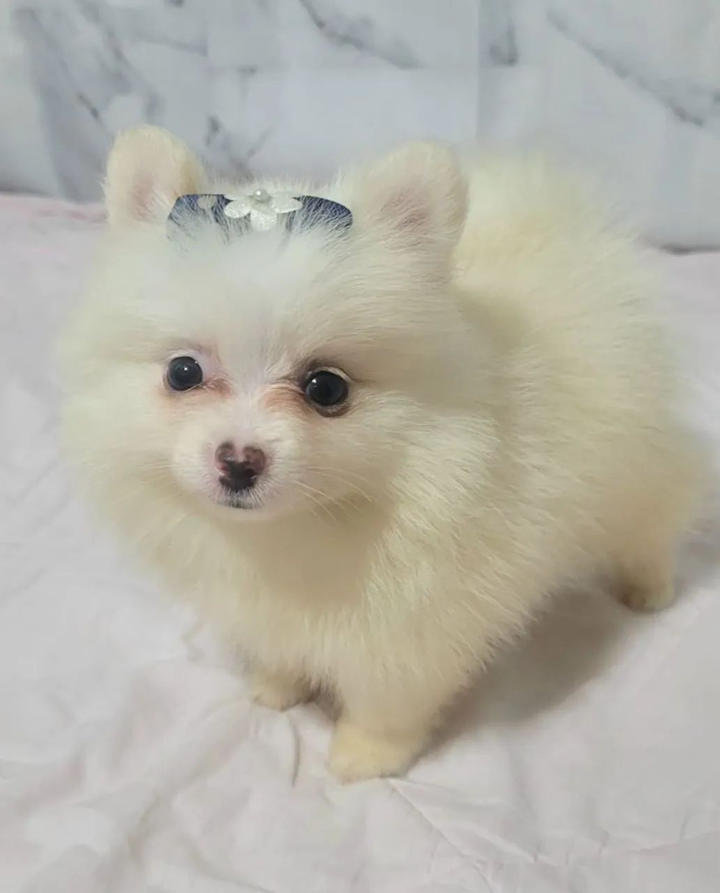 Spitz Alemão Fêmea com Pedigre - Foto 3