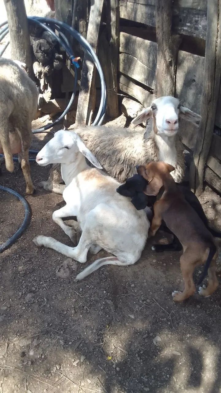 Lote de carneiros e ovelhas - Foto 4