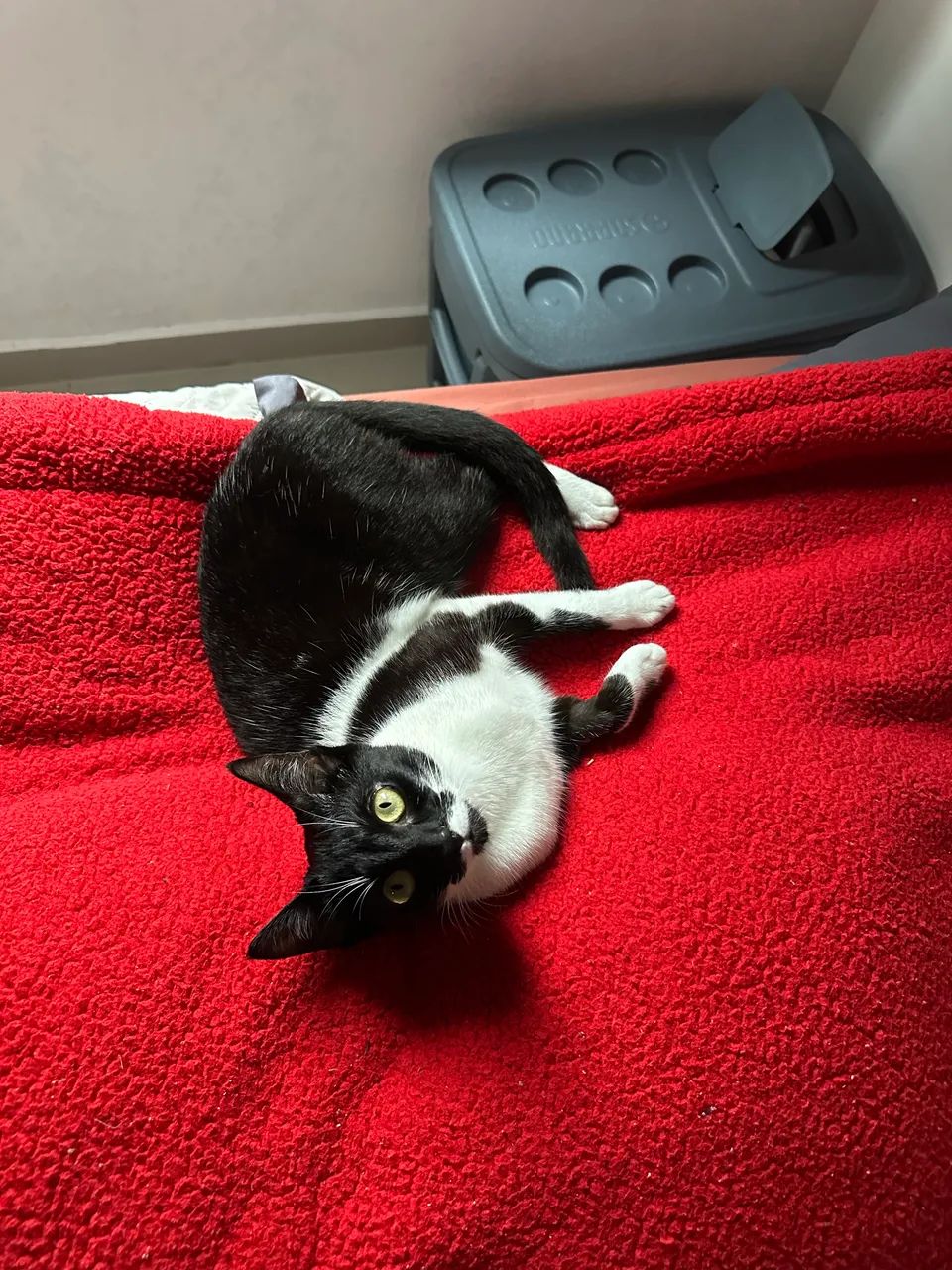 Doação de Gato - Tem 10 meses - Foto 3