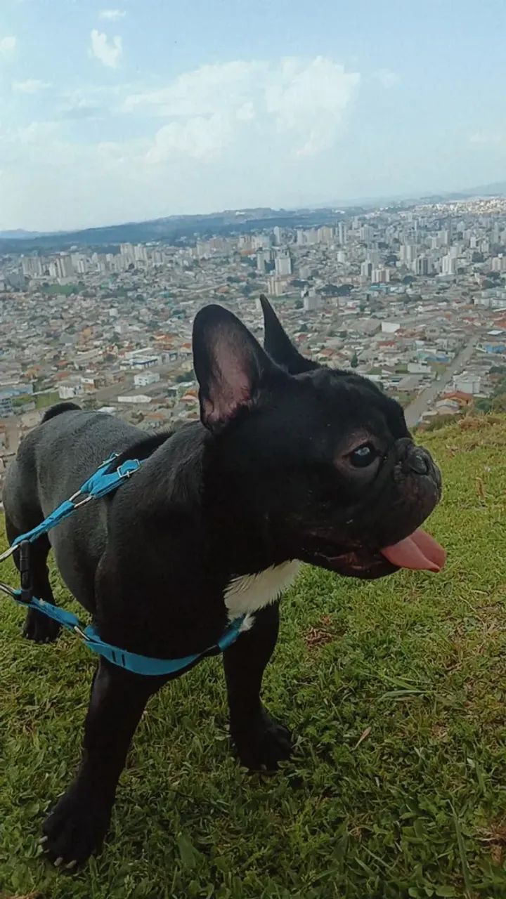Buldogue francês  - Foto 4