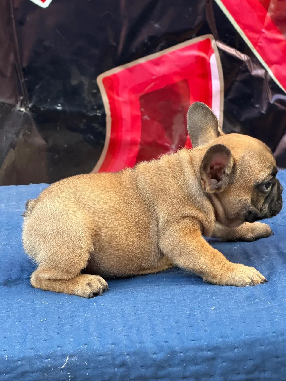 Buldogue francês Micro - Foto 2