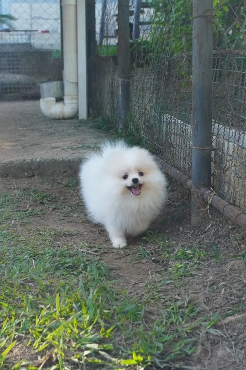 Lulu Da Pomerânia Padrão Ursinho Filhotes de Anões Pedigree e Microchip - Foto 5