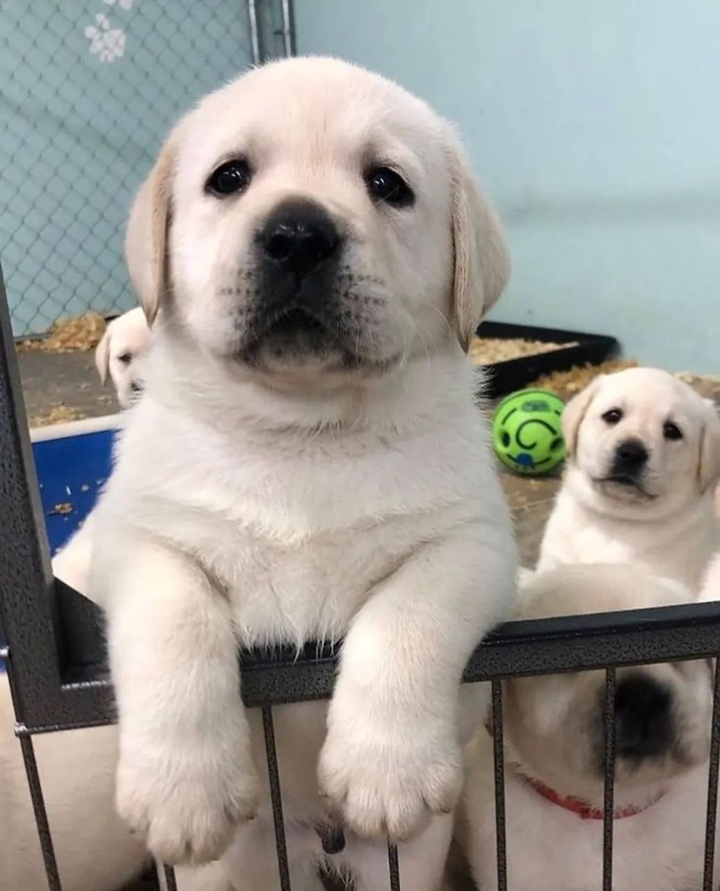 Labrador Retriever - Transforme Uma Data Comum Em Um Momento Inesquecível 