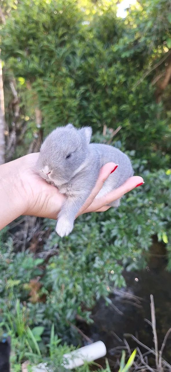 Anão netherland  - Foto 4