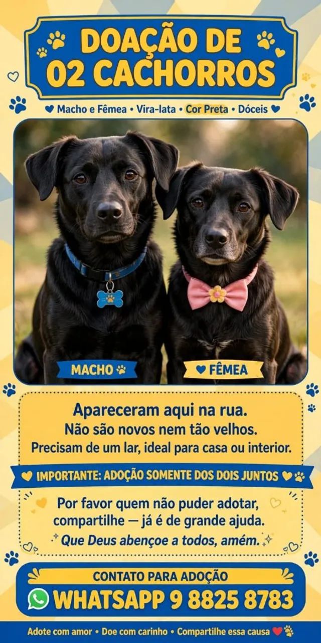 Cachorros para doação 2