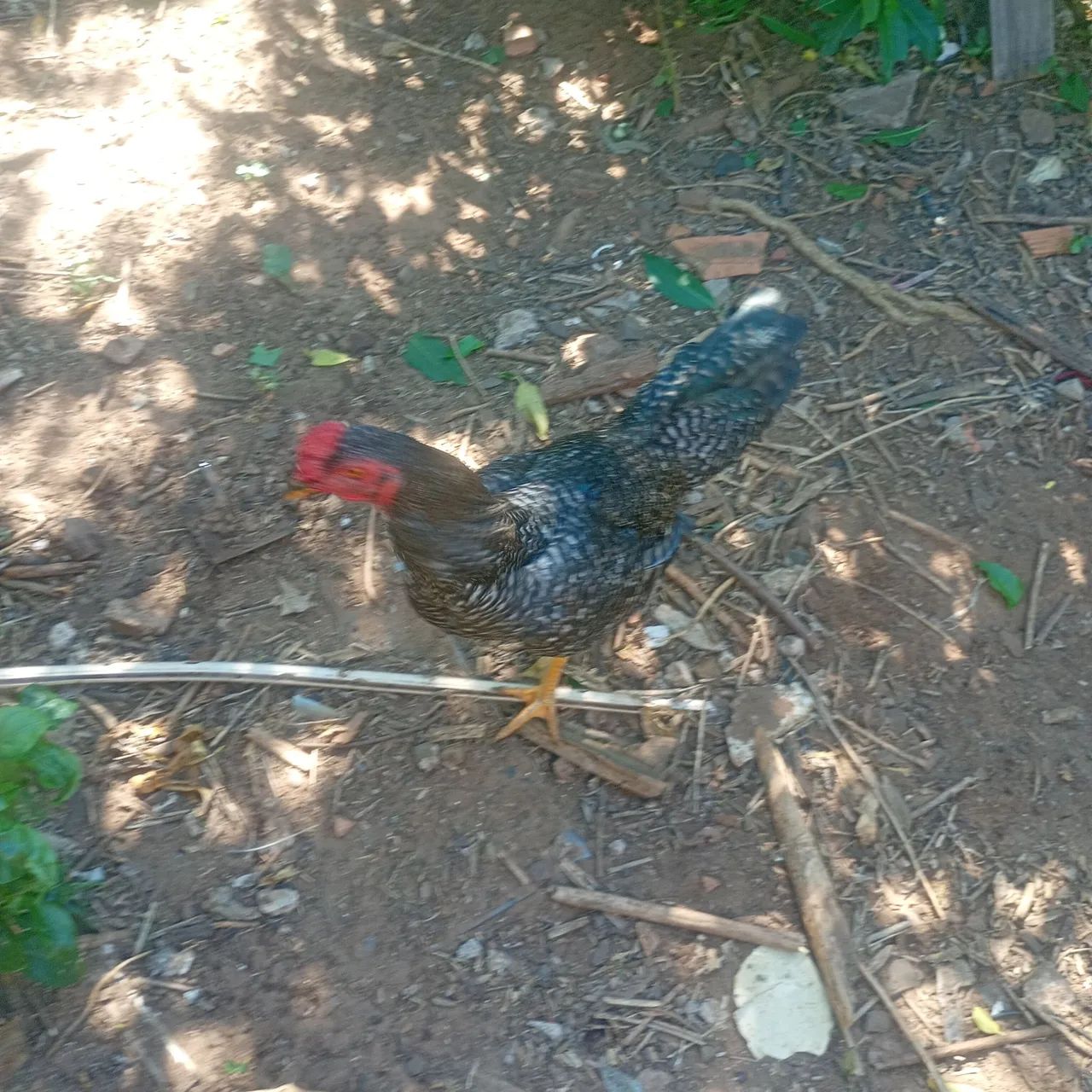 Vendo galo e galinha - Foto 5