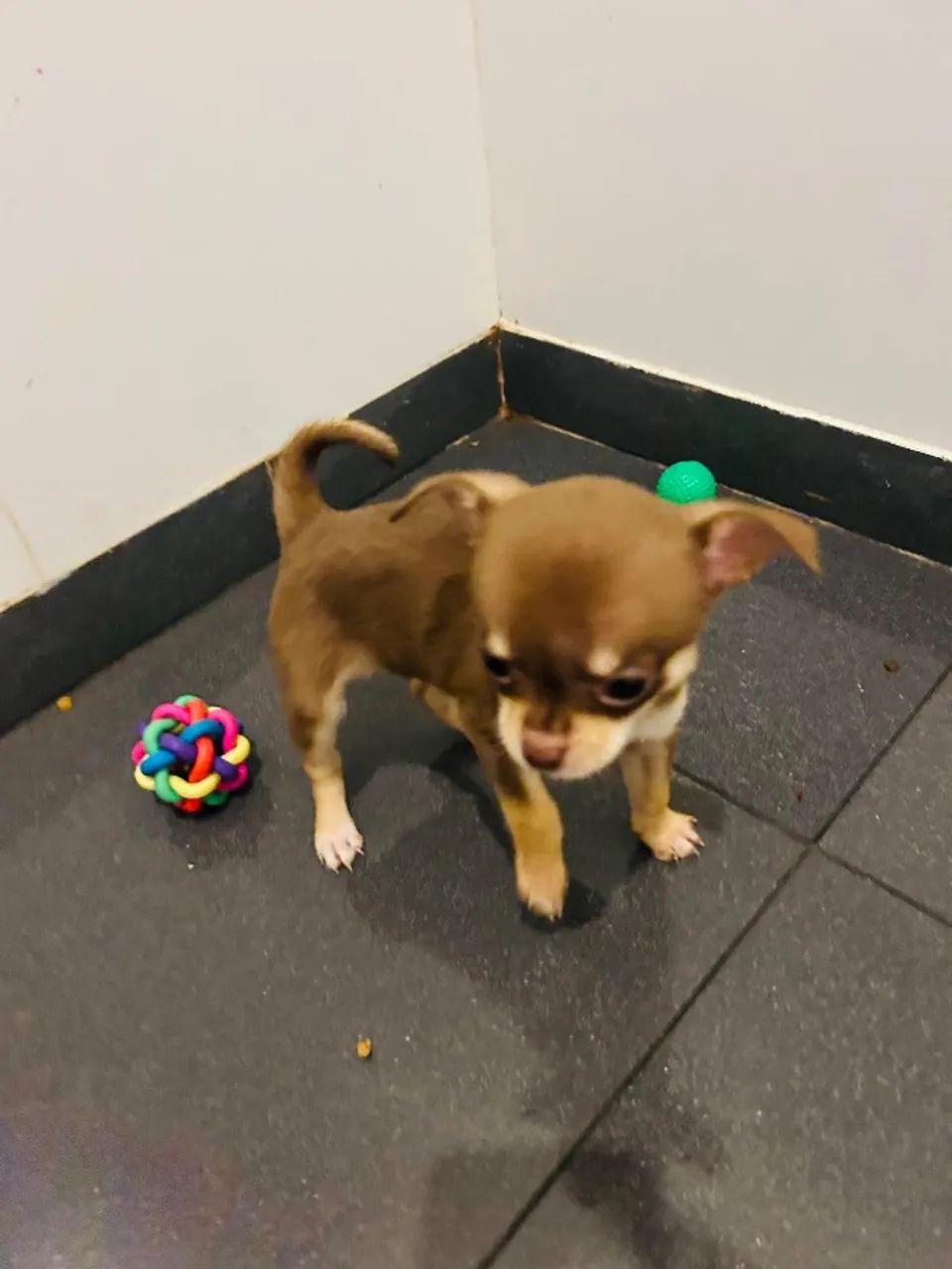 Chihuahuas  - Foto 5