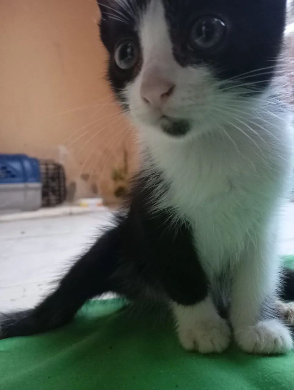 Doação de gato filhote 
