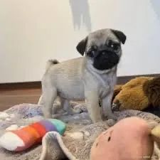 Pug macho disponível mine - Foto 3