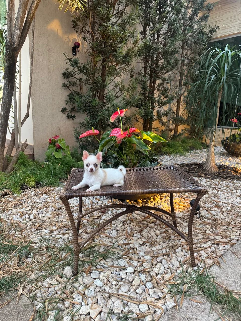 Chihuahua macho  - Foto 4