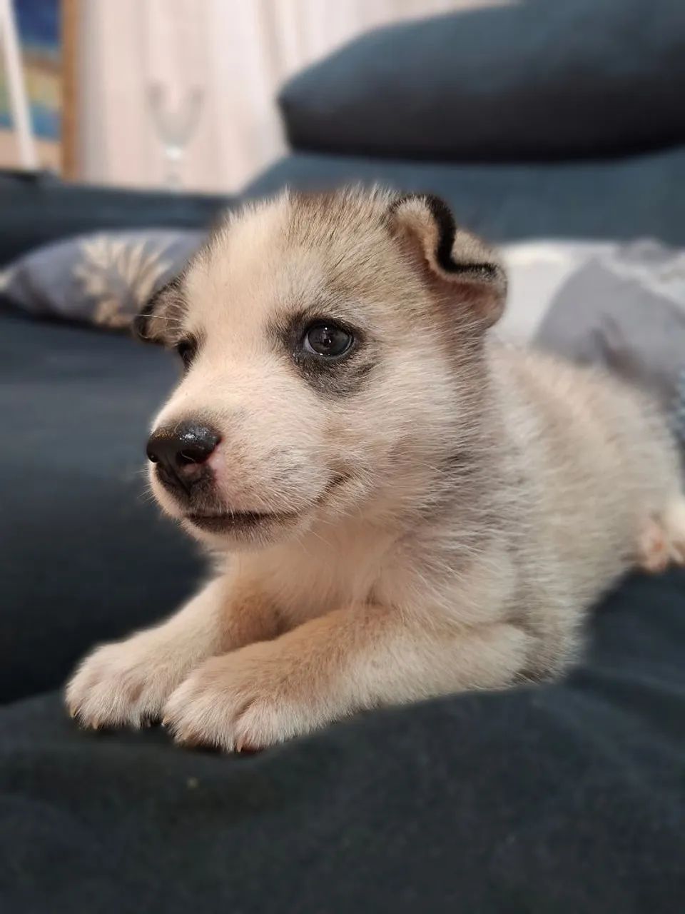 Husky siberiano  - Foto 3