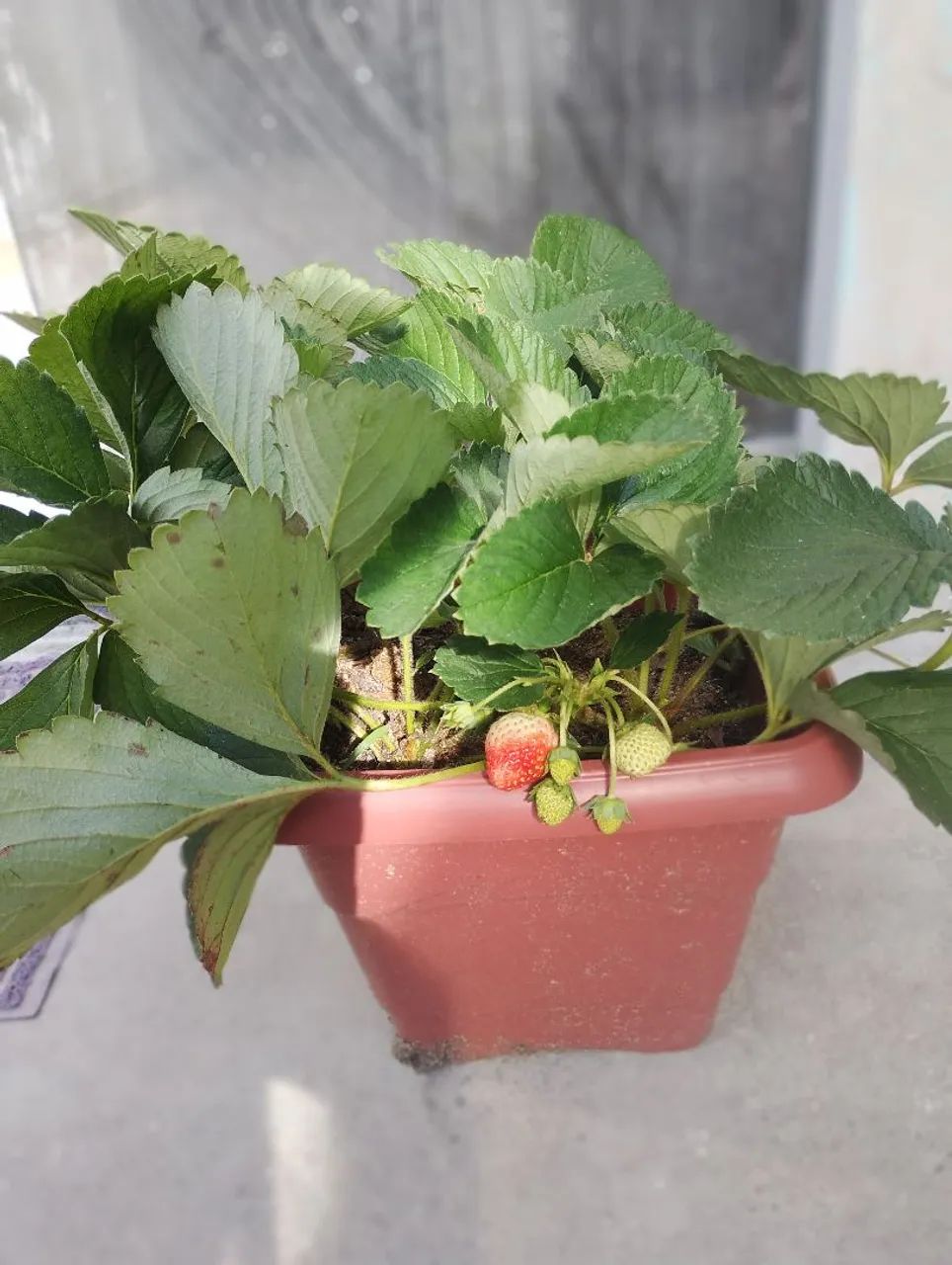 Mudas de morango  - Foto 2
