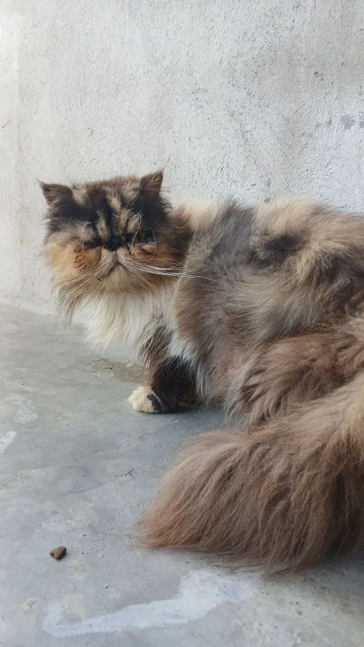 Gata Persa Matriz Reprodutora 