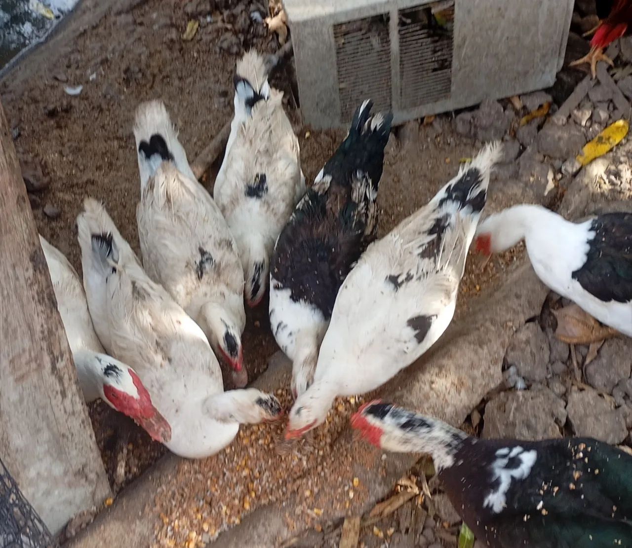 Vendo patos
