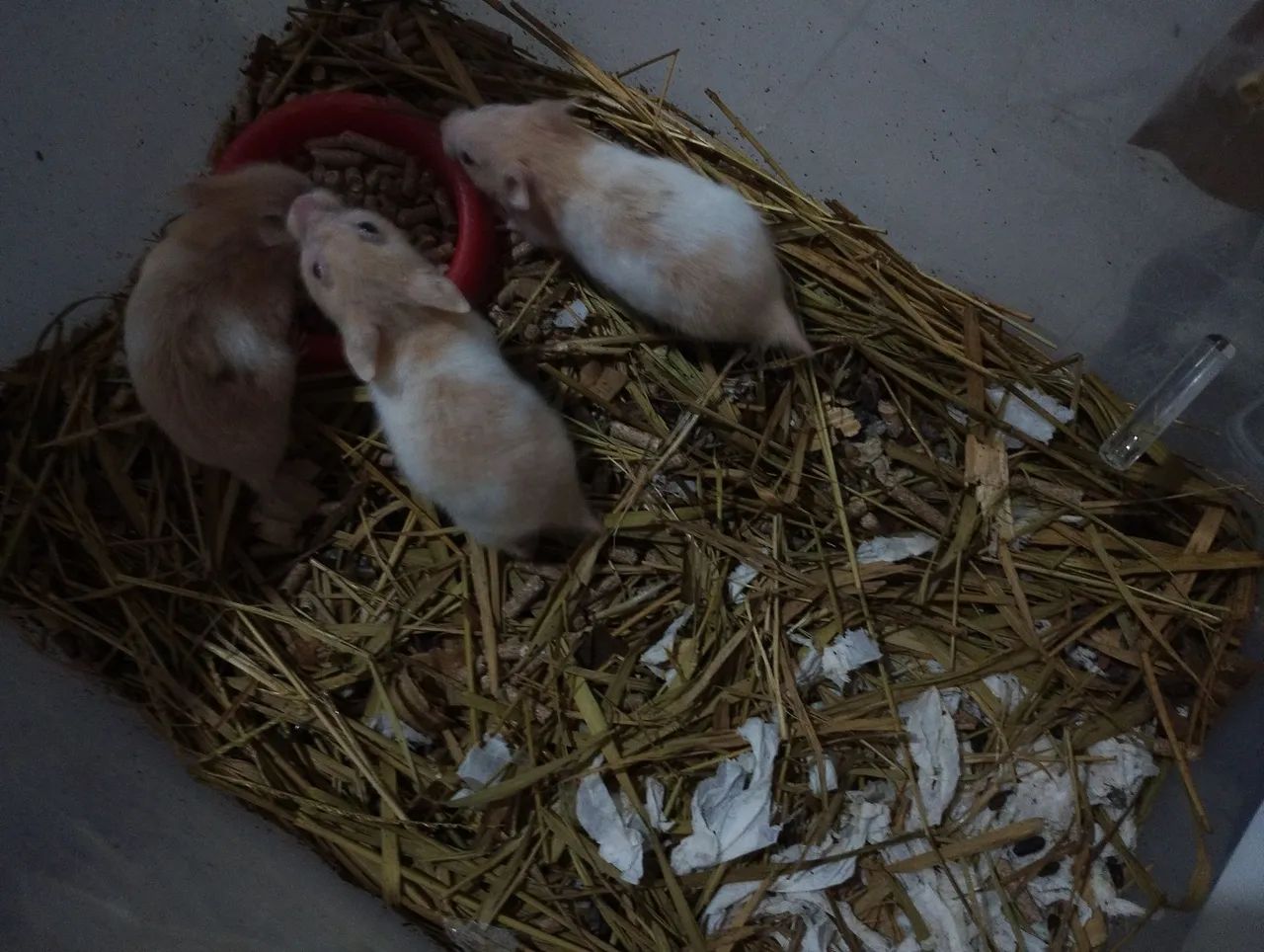 Hamster 