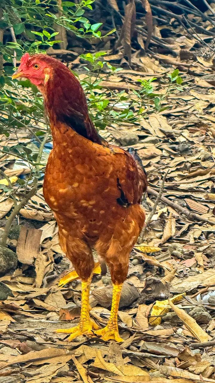 GALOS E GALINHAS CAIPIRAS  - Foto 5