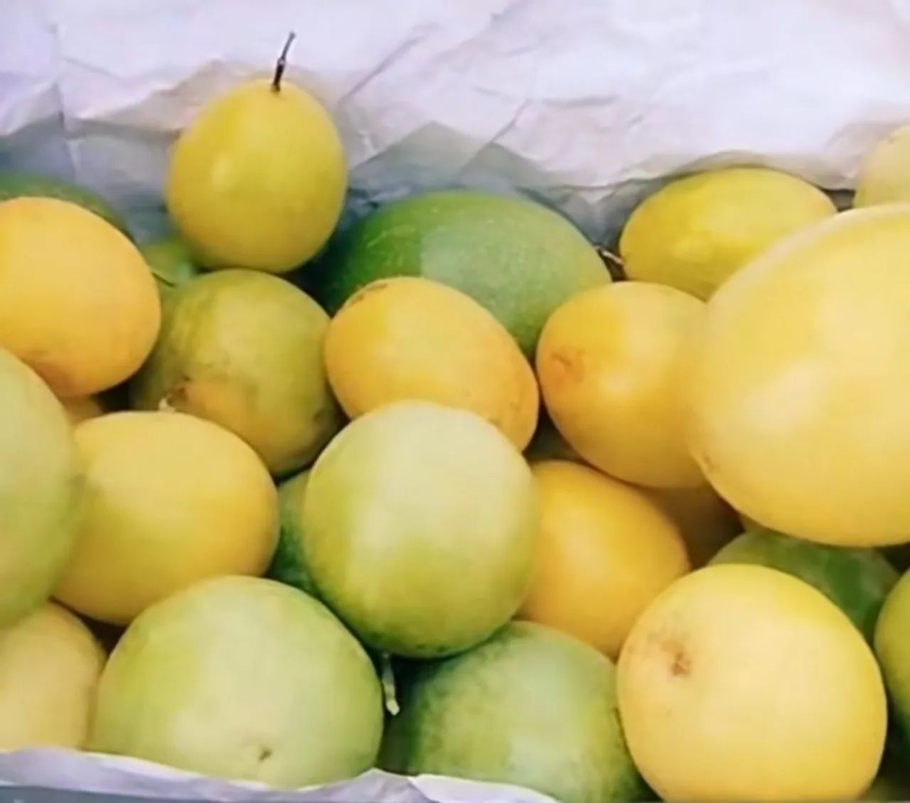 Vendas de mudas de plantas frutíferas  - Foto 3